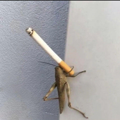 chiripasnyam 的头像
