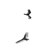 Circling Vultures