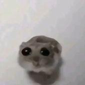 otterdog96 的头像
