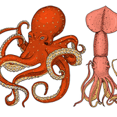 inktvis-octopus.png