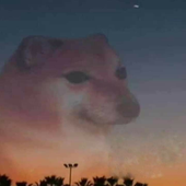 Avatar for Kirchikk