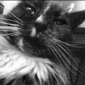 kitty5kitty