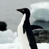 Awatar dla penguinsloveme