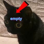 Empty cat