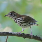 Wood-Thrush-Joanne-Kamo.jpg