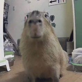 felipec03 的头像