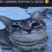 ruasii 的头像