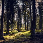 Msitu