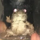 satansasshole57 的头像