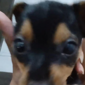 ppedro1 的头像