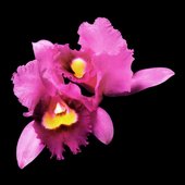 Orchid