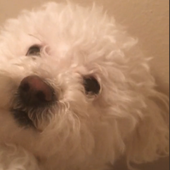Techno's dog Floof