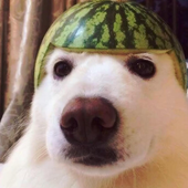 petreedee 的头像