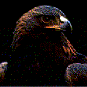 Avatar for SokolUnder