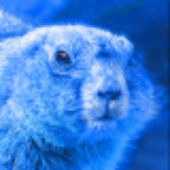 Avatar for Blue_Beaver