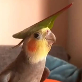 recrecreant 的头像