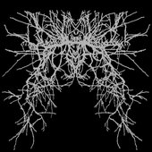 Iapethos