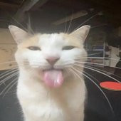 fnead