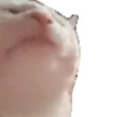 kallus_ 的头像