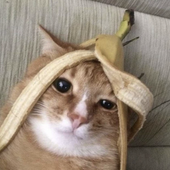 sagecat44 的头像