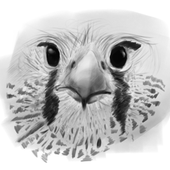 Avatar for MrBurd