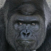 Avatar di g0ryl9