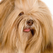 Avatar for charleylhasa