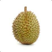 Avatar for ProfitDurian