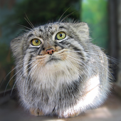 pallascat さんのアバター