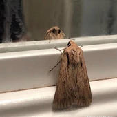 mothnight 的头像