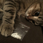 thcabuse 的头像