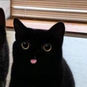 Inky_Kitties 的头像