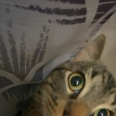 Avatar di lolyori