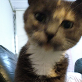 Avatar for Catinsky