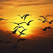Avatar for SunsetMe
