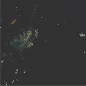 Naiads