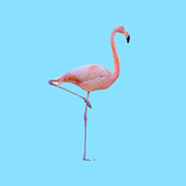 12107727_1060592020629158_8492206200545909568_n.png
