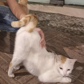 lovableyapper 的头像