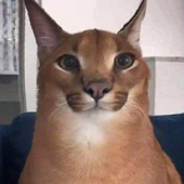 Avatar for Acaricialomitos