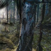 Metsän Keskellä