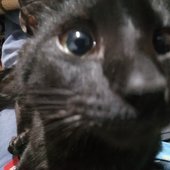 ram star!? no, her cat lol!