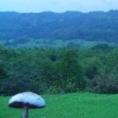 mushroomsseason 的头像