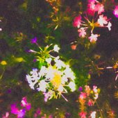wind, carry my words