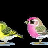 birds
