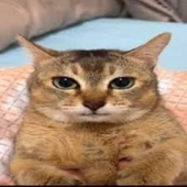 Xurrr 的头像
