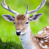 rainydeer 的头像