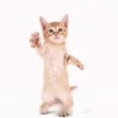 Go Kitty Go - Single