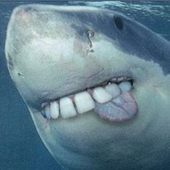 Sickshark52 的头像