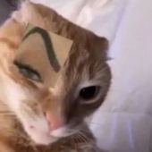 TexWes 的头像