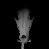 Martial Industrial/Dark Ambient from Oregon